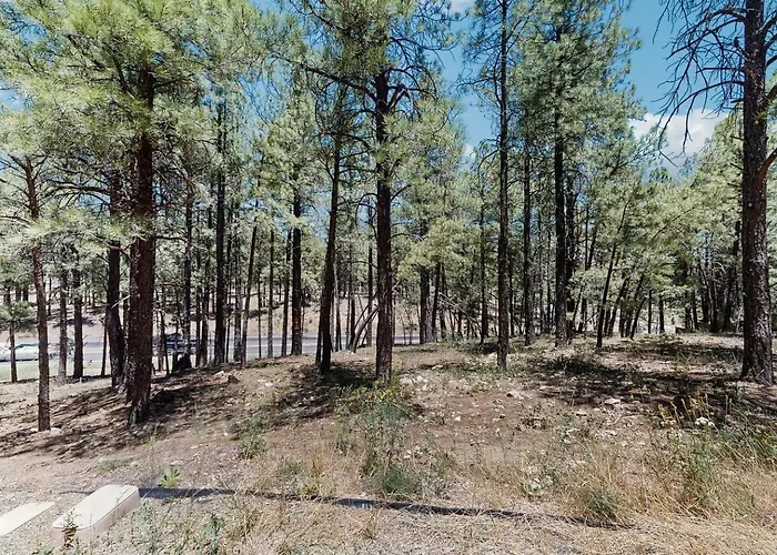 The Pines